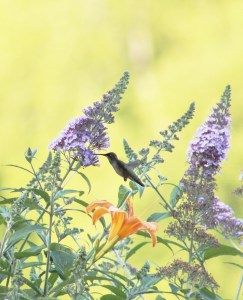 ruby-throated hummingbird-songbirds of new england-butterfly bush-hummingbirds