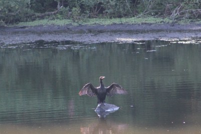 cormorant