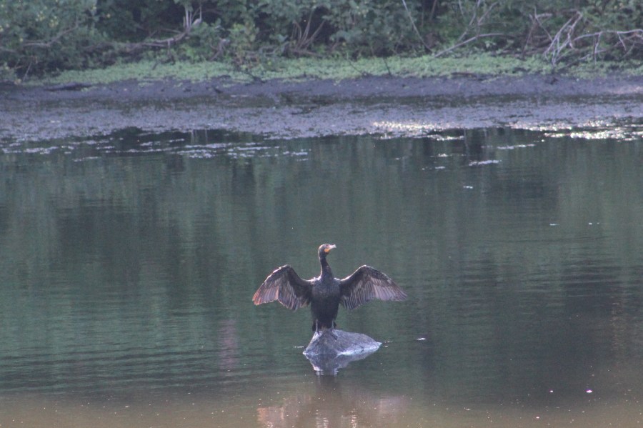 cormorant