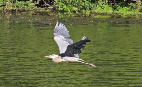 great blue heron, herons, flying birds, heron flying