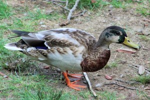 molting mallard, mallard drake, molting duck, ducks, mallards, drakes