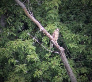 red-tailed hawk-hawks of New England-hawk-hawks