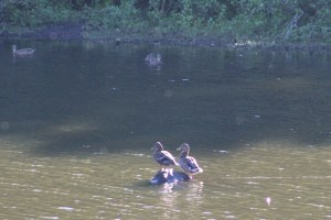 Mallard pair-Mallards-pair of ducks