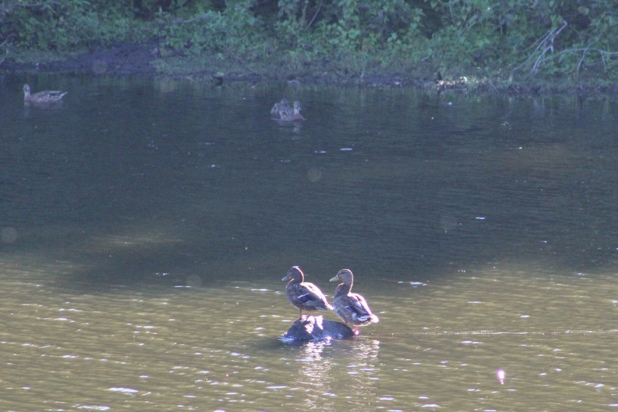 Mallard pair-Mallards-pair of ducks
