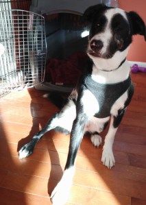 blind Australian dog-Stevie Ray