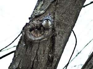nuthatch-dead oak tree
