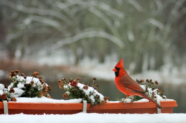 Northern Cardinal - birds - songbirds