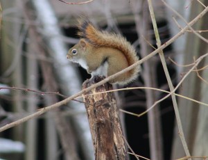 red squirrel