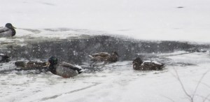 ducks in snowstorm-ducks in snow-Mallards