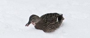 duck-Mallard-duck with deformed tongue