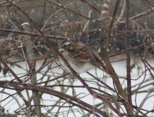 songbird-white throated sparrow-sparrows of new england