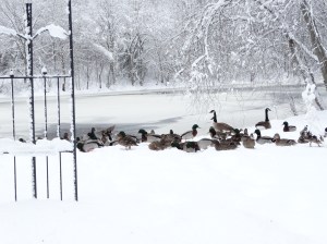 ducks in snow-snowstorm Stella-blizzard