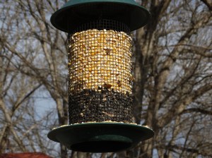 honey bees-bees eating corn