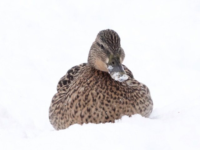duck in the snow-mallards in the snow