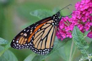 Monarch butterflies-insects-butterfly