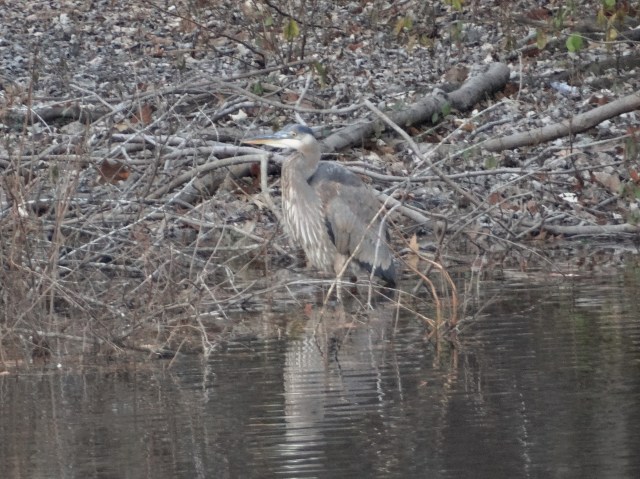 great blue heron-concord river
