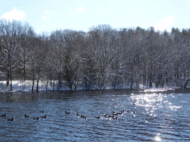 concord river-river-ice-ducks-beauty-nature