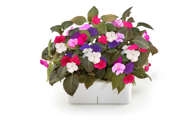 Image Source: Pexels.com