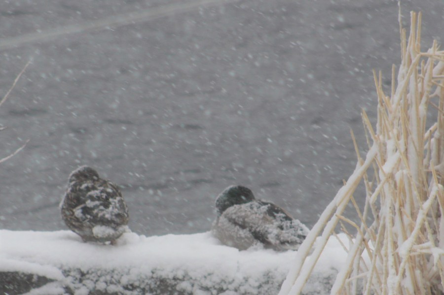 mallard ducks in snowstorm