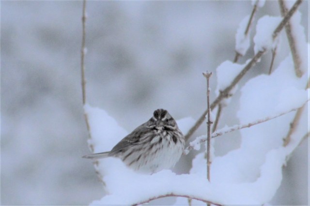 songbird in the snow