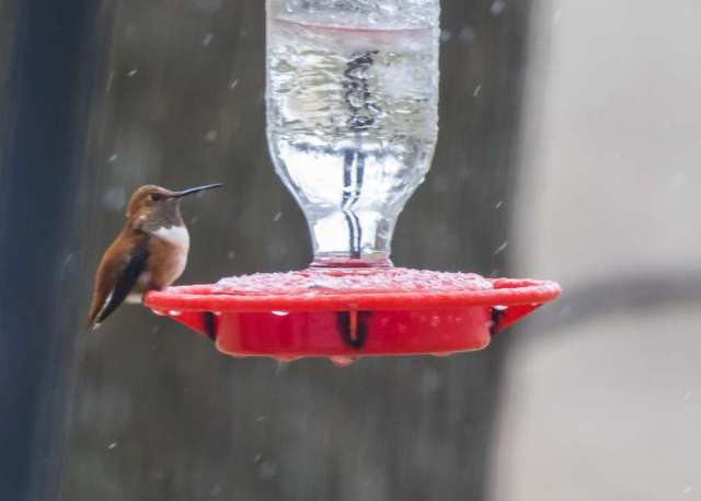 Hummingbird at frozen feeder