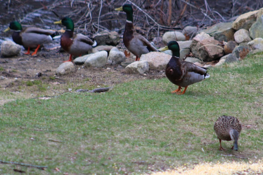 Mallard drake, nesting ducks