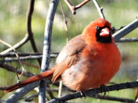 songbird-cardinal-red birds-birds-songbirds-birds of new england-