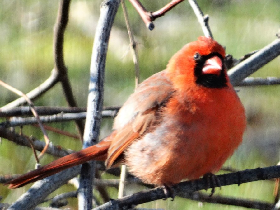 songbird-cardinal-red birds-birds-songbirds-birds of new england-