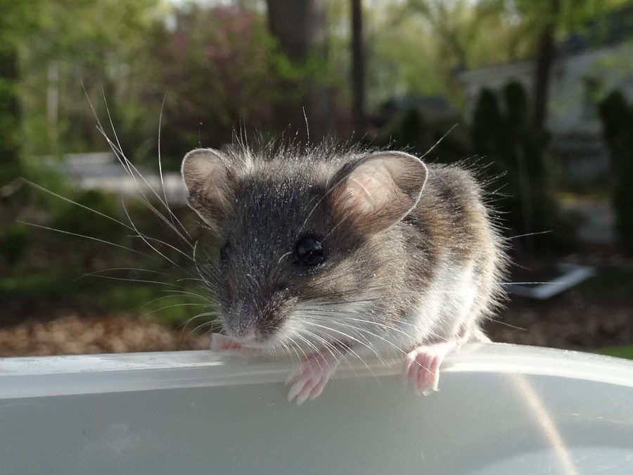 field mouse-wild mouse-mouse-small mouse-rodents-cute mouse-mouse ears