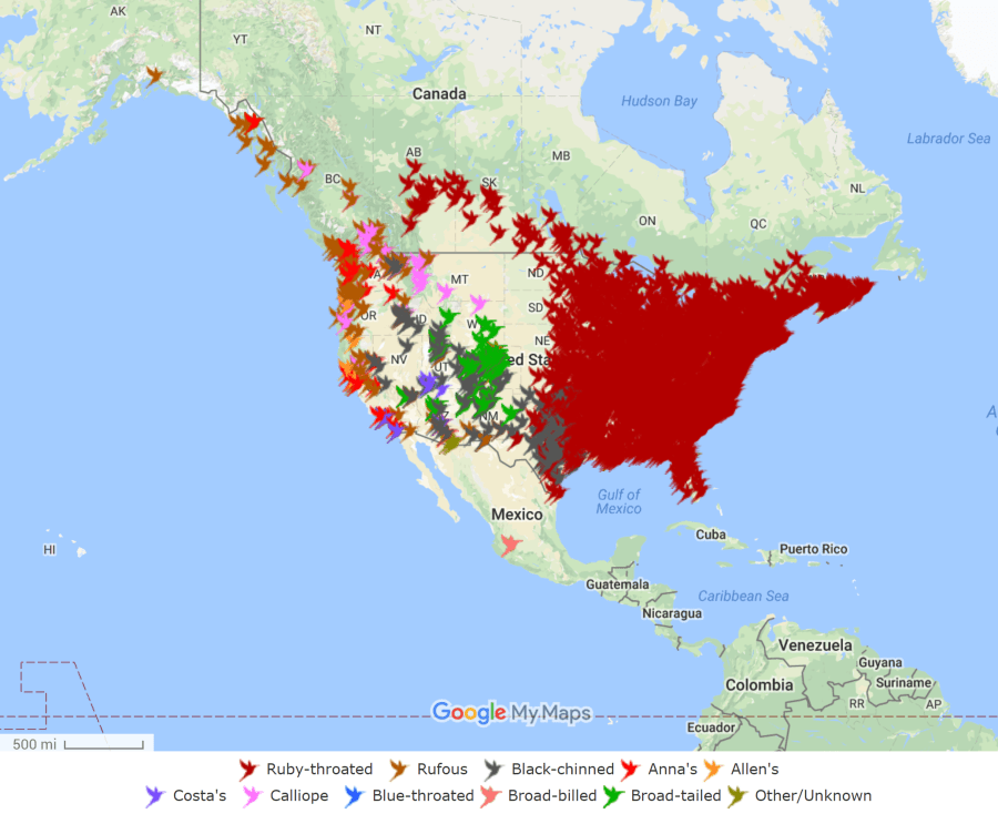 ruby_throated hummingbirds, hummingbirds, hummingbirds of north america, hummingbird migration