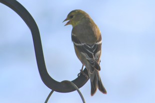 American goldfinch, songbird, yellow birds, finches, goldfinches