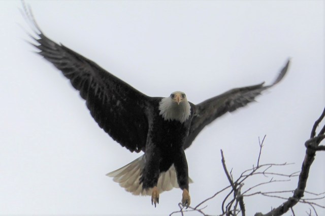 bald _eagle-birds_of_prey-talons-eagles