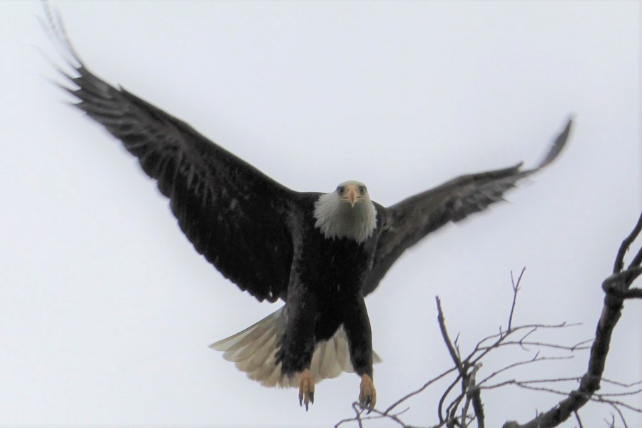 bald _eagle-birds_of_prey-talons-eagles