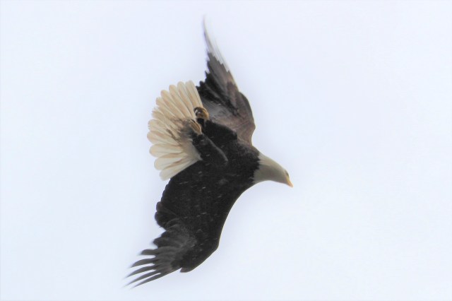 bald_eagle-flying-bird_of_prey-majestic_eagle