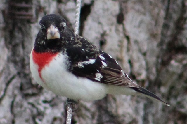 rosebreated grosebeak