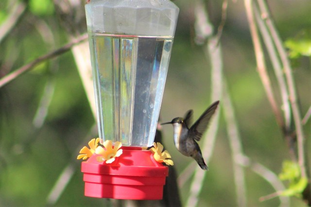 Ruby-throated-hummingbird-songbird-birds-animals