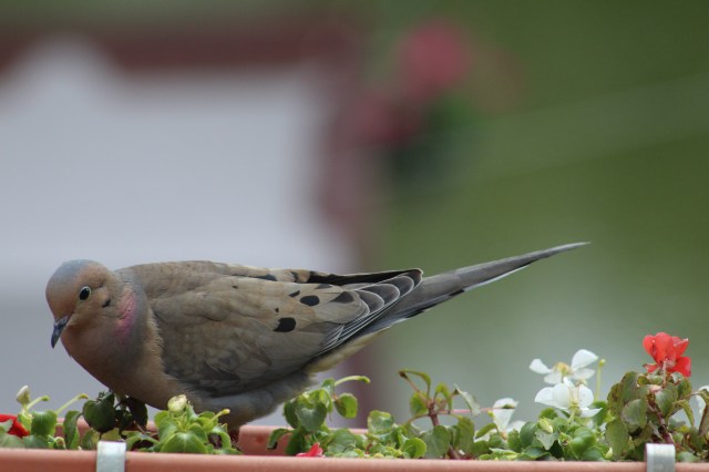 mourning dove-songbird-pigeons-doves-brown birds