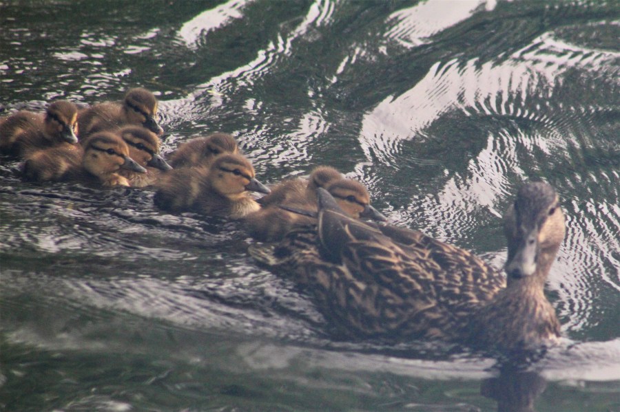 ducklings-mallard chicks-how many ducklings in a brood-mallard hen with ducklings