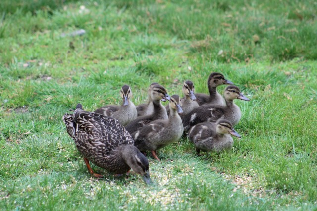 ducklings, mallard ducklings, mallard ducks, cute chicks, mother duck with babies