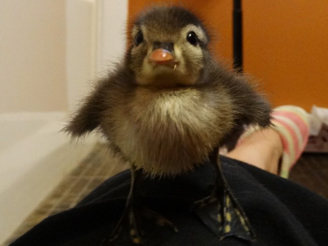 duckling - mallard - duck - animal - bird