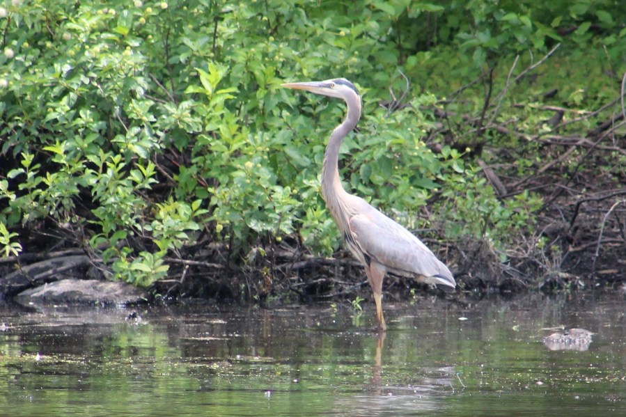 great-blue-heron