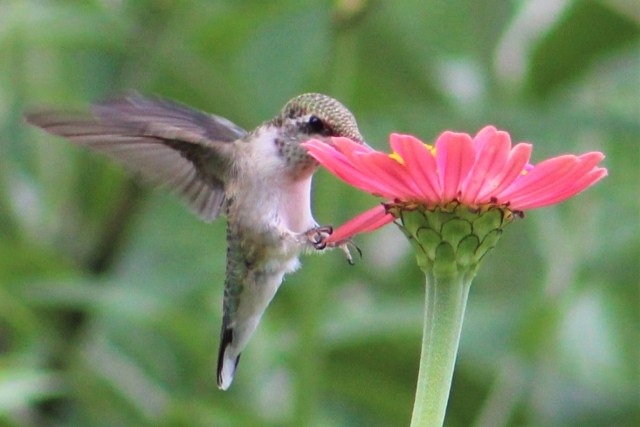 A ruby-throated hummingbird hovering near a pink flower, feeding on nectar.