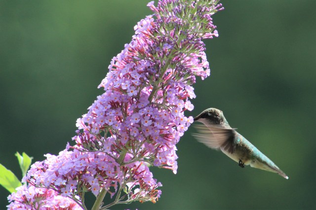 ruby-throated hummingbird
