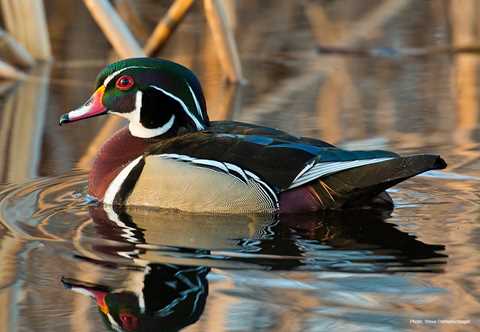 wood duck
