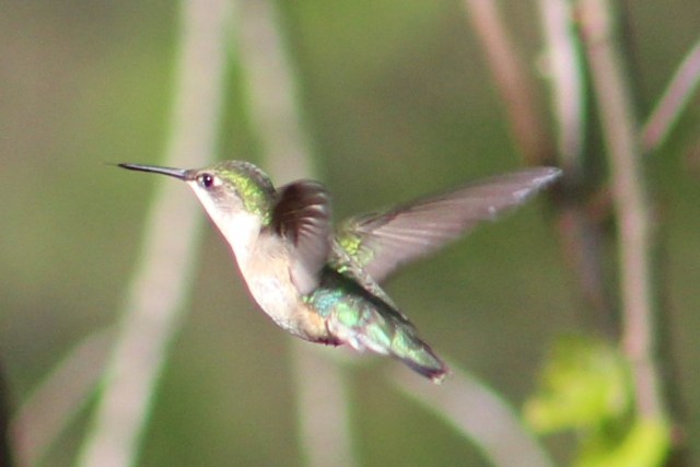 ruby-throated hummingbird