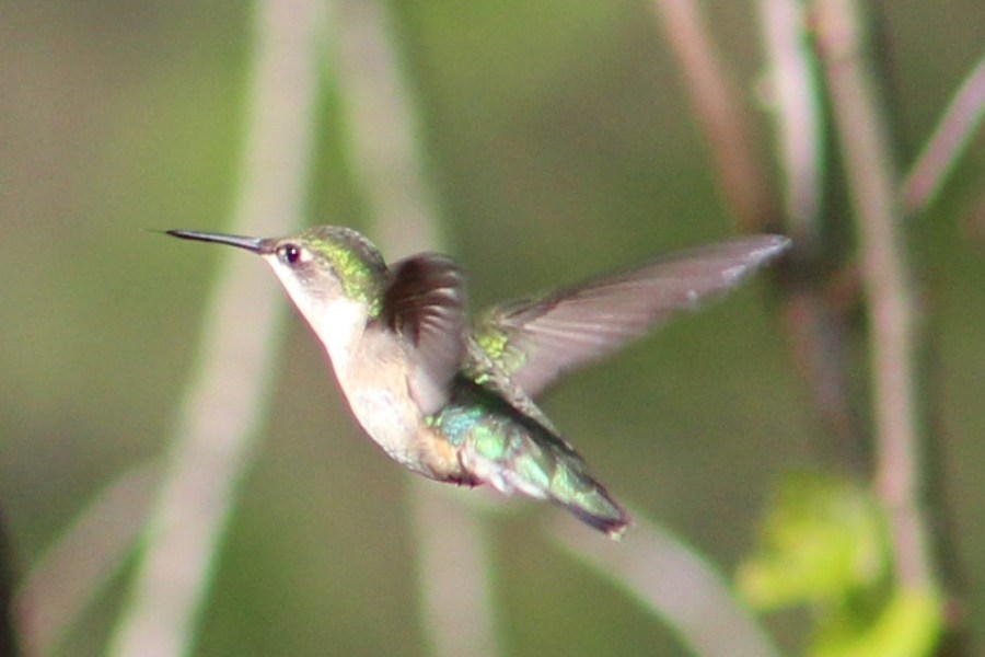 ruby-throated hummingbird