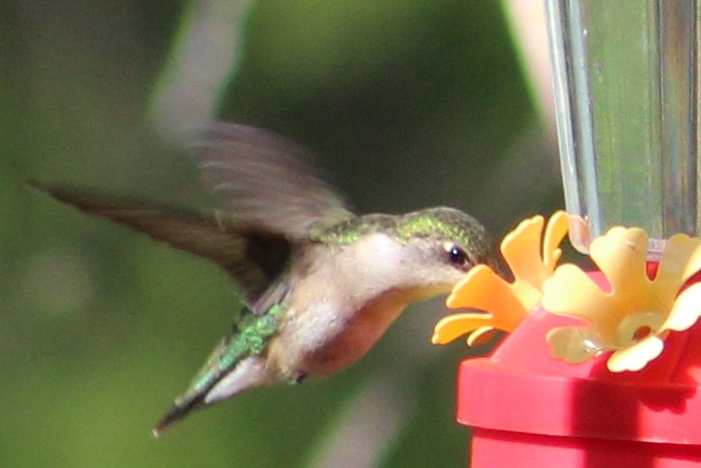 hummingbird - nectar - feeder