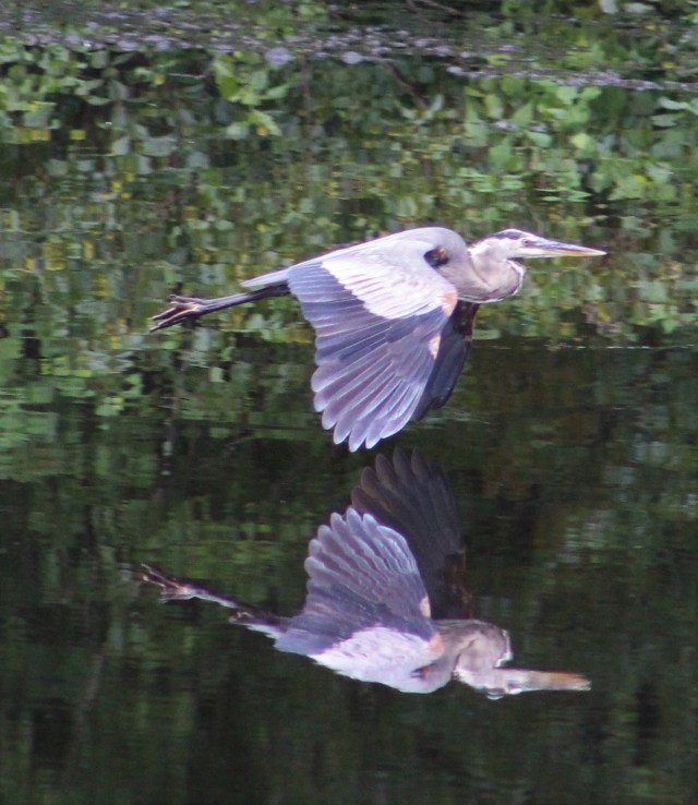 great blue heron