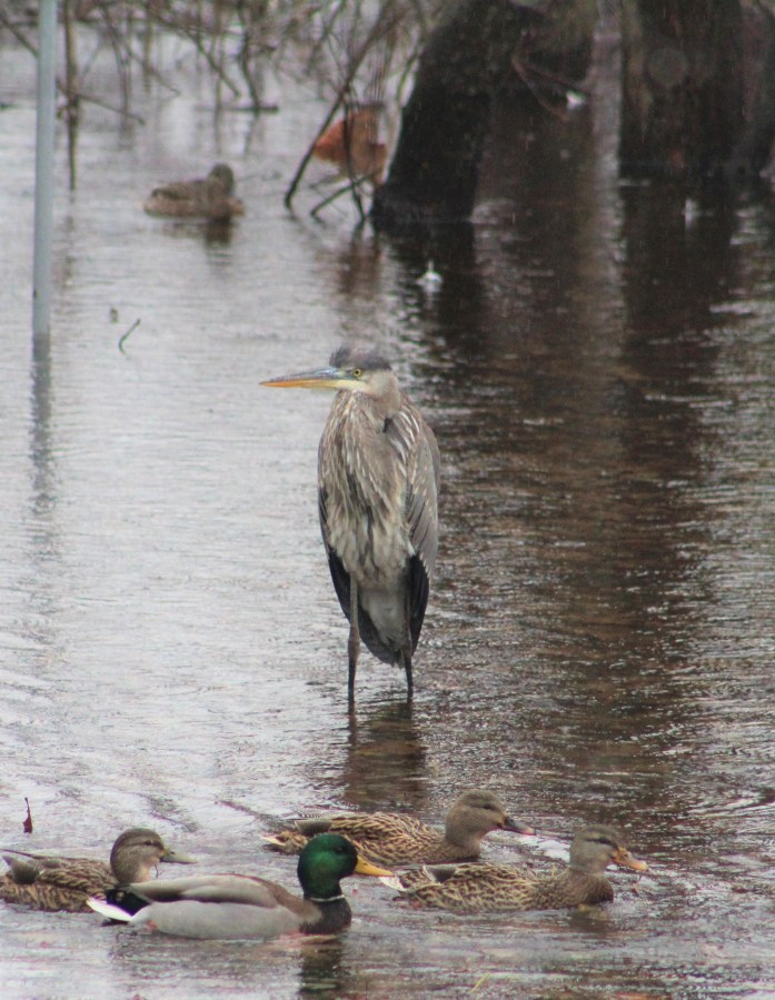 birds-herons-water fowl