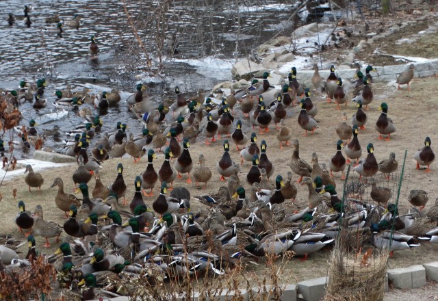 Mallard Ducks
